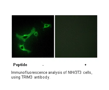 TRIM3 Antibody - image 2