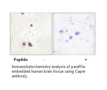 Caper Antibody - image 2