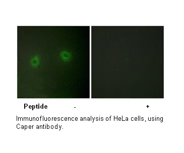 Caper Antibody - image 3