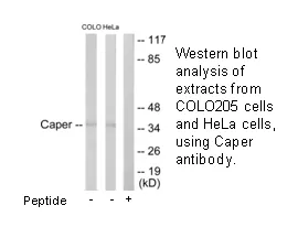 Caper Antibody - image 1