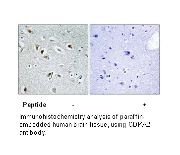 CDKA2 Antibody - image 1