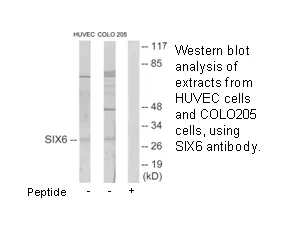 SIX6 Antibody - image 2
