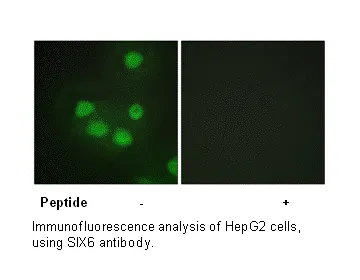 SIX6 Antibody - image 1