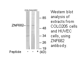 ZNF682 Antibody - image 1
