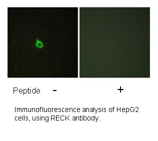 RECK Antibody - image 1