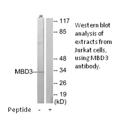 MBD3 Antibody - image 1