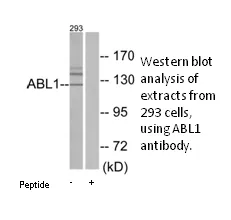 ABL1 Antibody - image 2