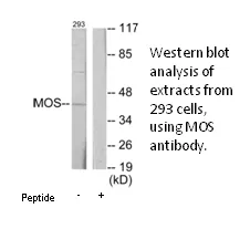 MOS Antibody - image 1