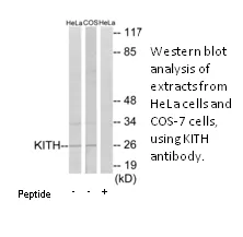 KITH Antibody - image 1