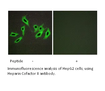 Heparin Cofactor II Antibody - image 1