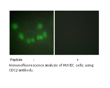 CDC2 Antibody - image 2