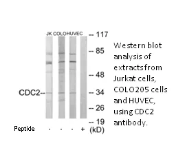 CDC2 Antibody - image 1