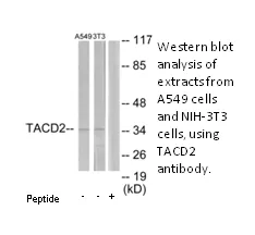 TACD2 Antibody - image 1