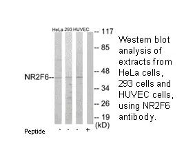 NR2F6 Antibody - image 3