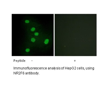 NR2F6 Antibody - image 1