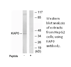KAP0 Antibody - image 1