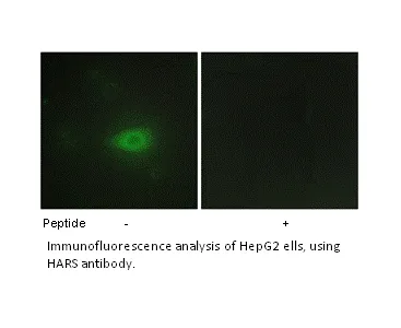 HARS Antibody - image 1
