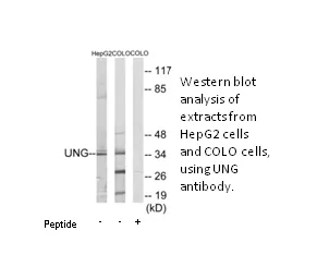 UNG Antibody - image 1