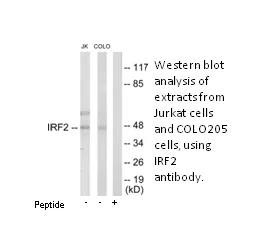 IRF2 Antibody - image 1