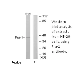 Fra-1 Antibody - image 1