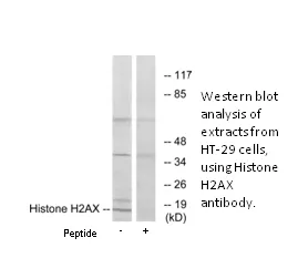 Histone H2AX Antibody - image 2