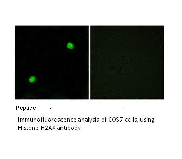 Histone H2AX Antibody - image 1