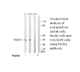 TACD1 Antibody - image 1