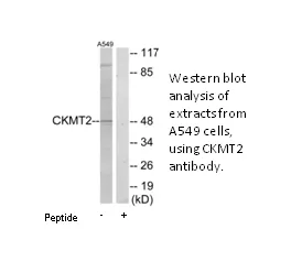 CKMT2 Antibody - image 2