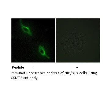 CKMT2 Antibody - image 1