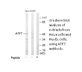 ATF7 Antibody - image 1