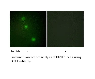 ATF1 Antibody - image 1