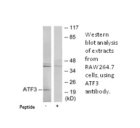 ATF3 Antibody - image 1