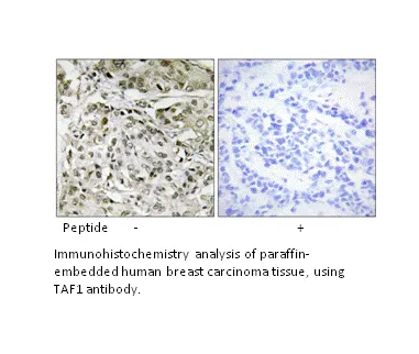 TAF1 Antibody - image 1