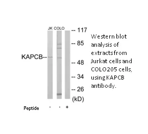KAPCB Antibody - image 1