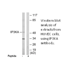 IP3KA Antibody - image 1