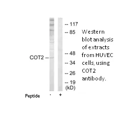 COT2 Antibody - image 1