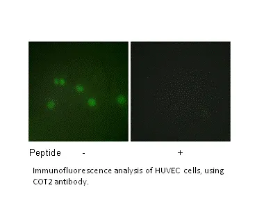 COT2 Antibody - image 2