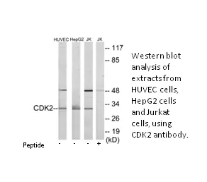 CDK2 Antibody - image 2