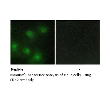 CDK2 Antibody - image 1