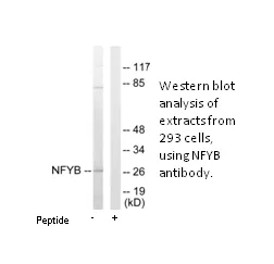 NFYB Antibody - image 1