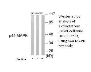 P44 MAPK Antibody - image 1