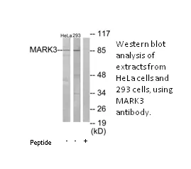 MARK3 Antibody - image 1