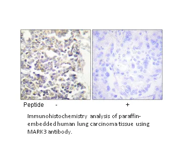 MARK3 Antibody - image 2