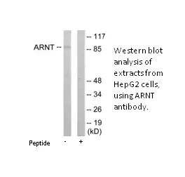 ARNT Antibody - image 1