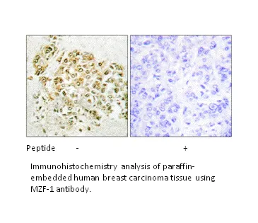 MZF-1 Antibody - image 1