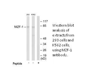 MZF-1 Antibody - image 2