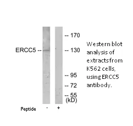 ERCC5 Antibody - image 1