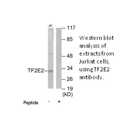 TF2E2 Antibody - image 2