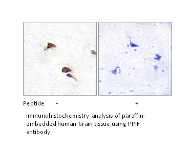 PPIF Antibody - image 1