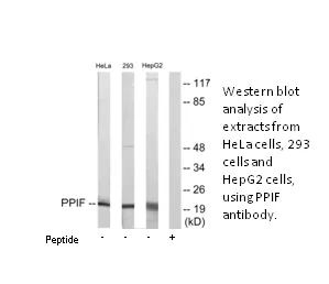 PPIF Antibody - image 2
